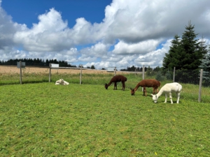Lama1